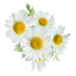 flower_1_9